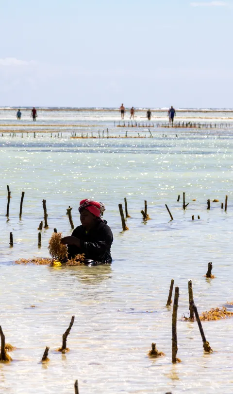 Tanzania Seaweed Farm