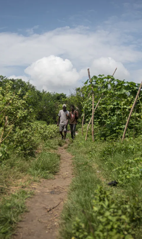 Two farmers walking in a crop field in Ghana