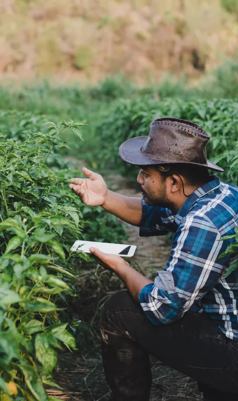 A farmer inspects his crops for insects in Indonesia. 