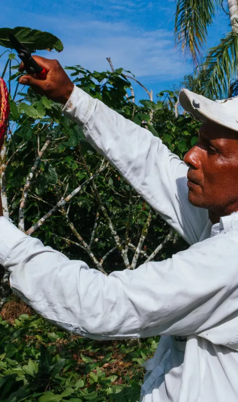 farmer man in cocoa plantation, tending and harvesting, Ecuadorian cocoa