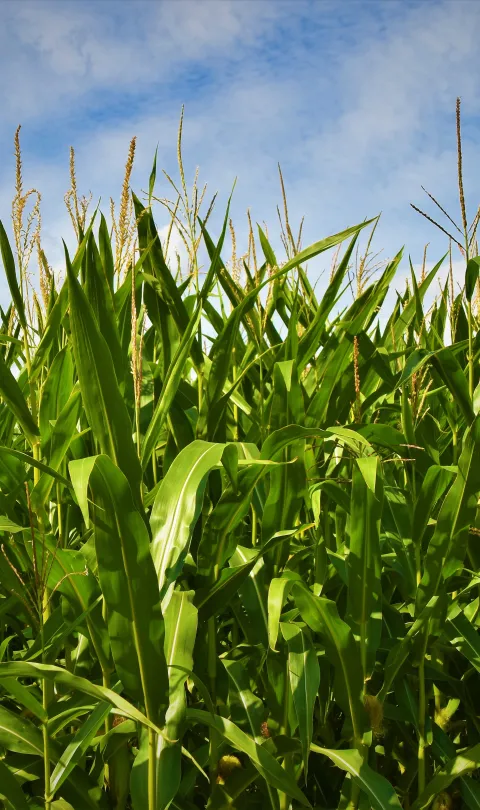 Crop field