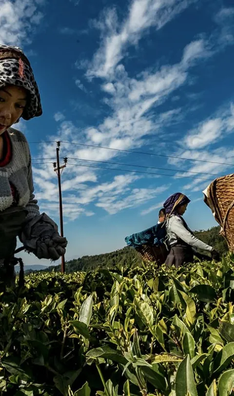 People in a field