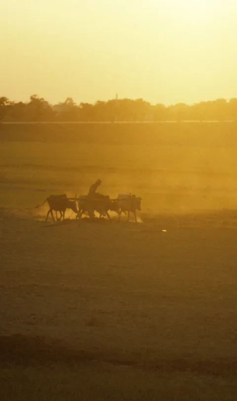 Golden dust rises from a field as a farmer tills it with his plough animals.