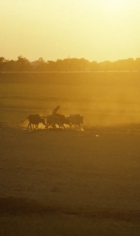 Golden dust rises from a field as a farmer tills it with his plough animals.