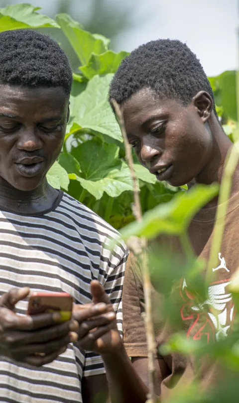 Two men in Ghana look at a cell phone in an agricultural setting.