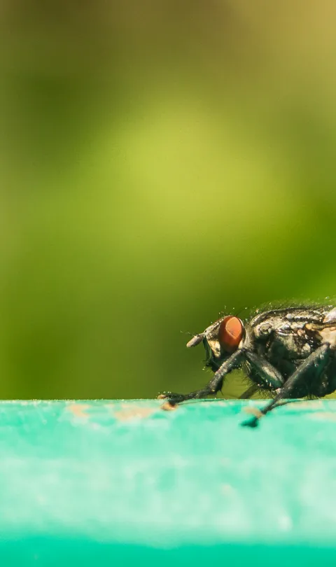 Tsetse fly close-up
