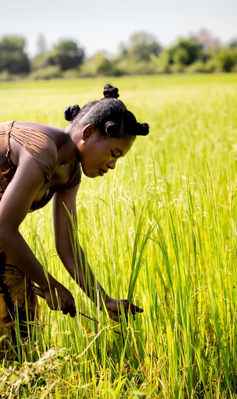 Female farmer harvesting a rice field in Morondova, Madagascar (Credit: Nok Lek / Shutterstock). 