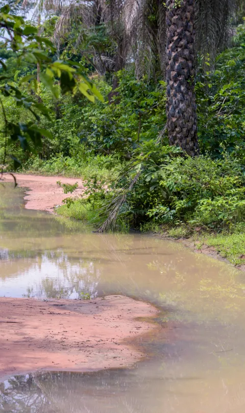 Roads flooded with water in the forests of the village of Oussouye, in the Casamance region, in southern Senegal