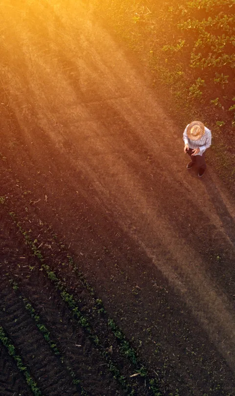 Farmer in sugar beet crop field