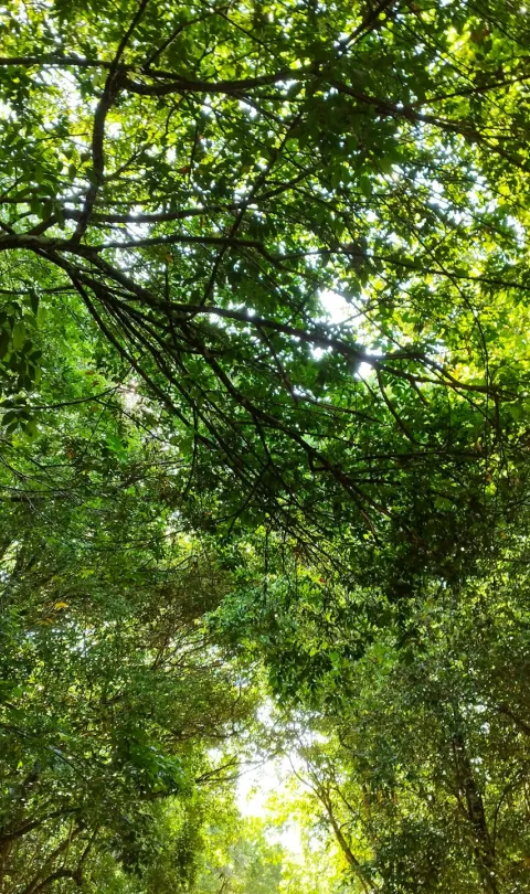 View of the forest in Suriname