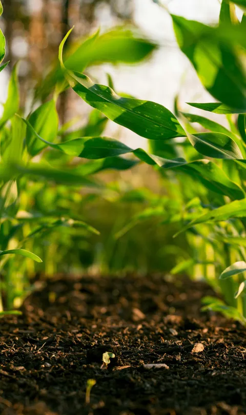 A close up of green plants growing in soil. Photo by Steven Weeks, via Unsplash