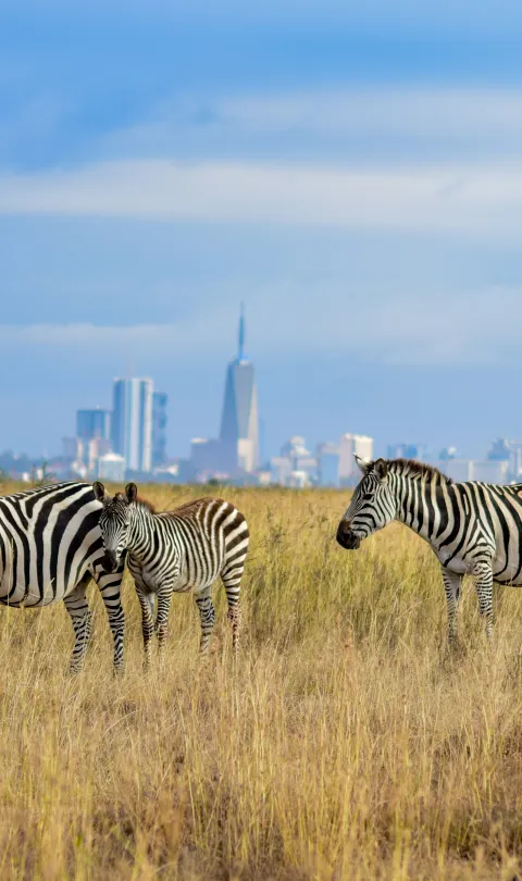 Zebras infront of Nairobi's cityscape 