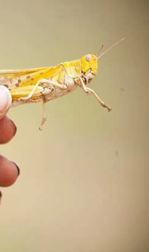 Hand holding a desert locust