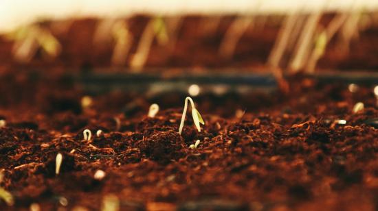 Seedlings in soil / Jametlene Reskp: Unsplash
