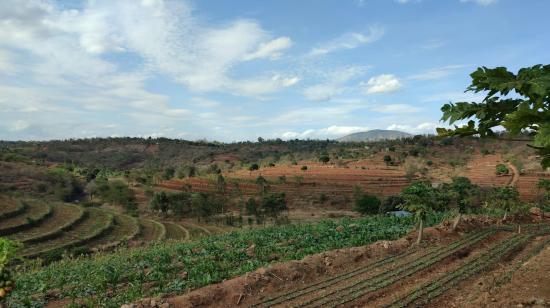 Kenyan farm / Mertin Yegon: Unsplash