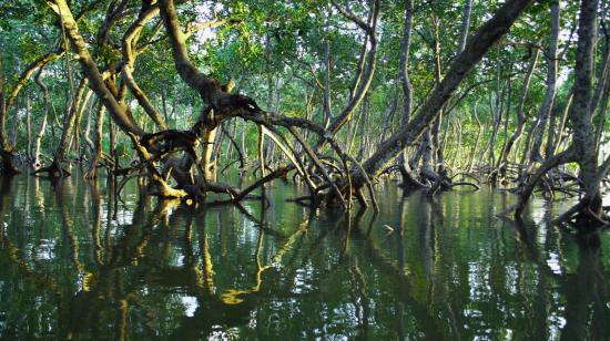 Mangroves / Timothy K: Unsplash
